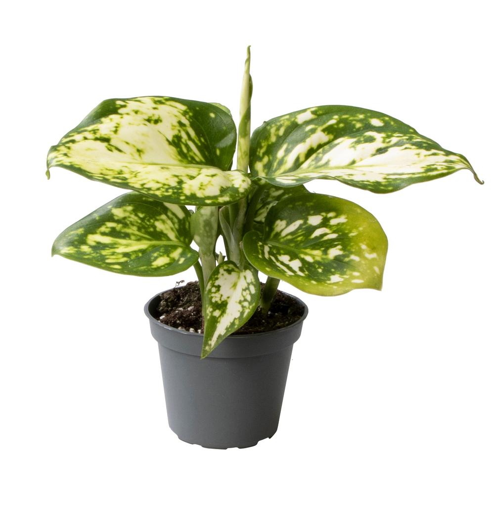 Obrázek Aglaonema Snowflake P6 12CM