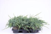 Juniperus squa. Blue Carpet