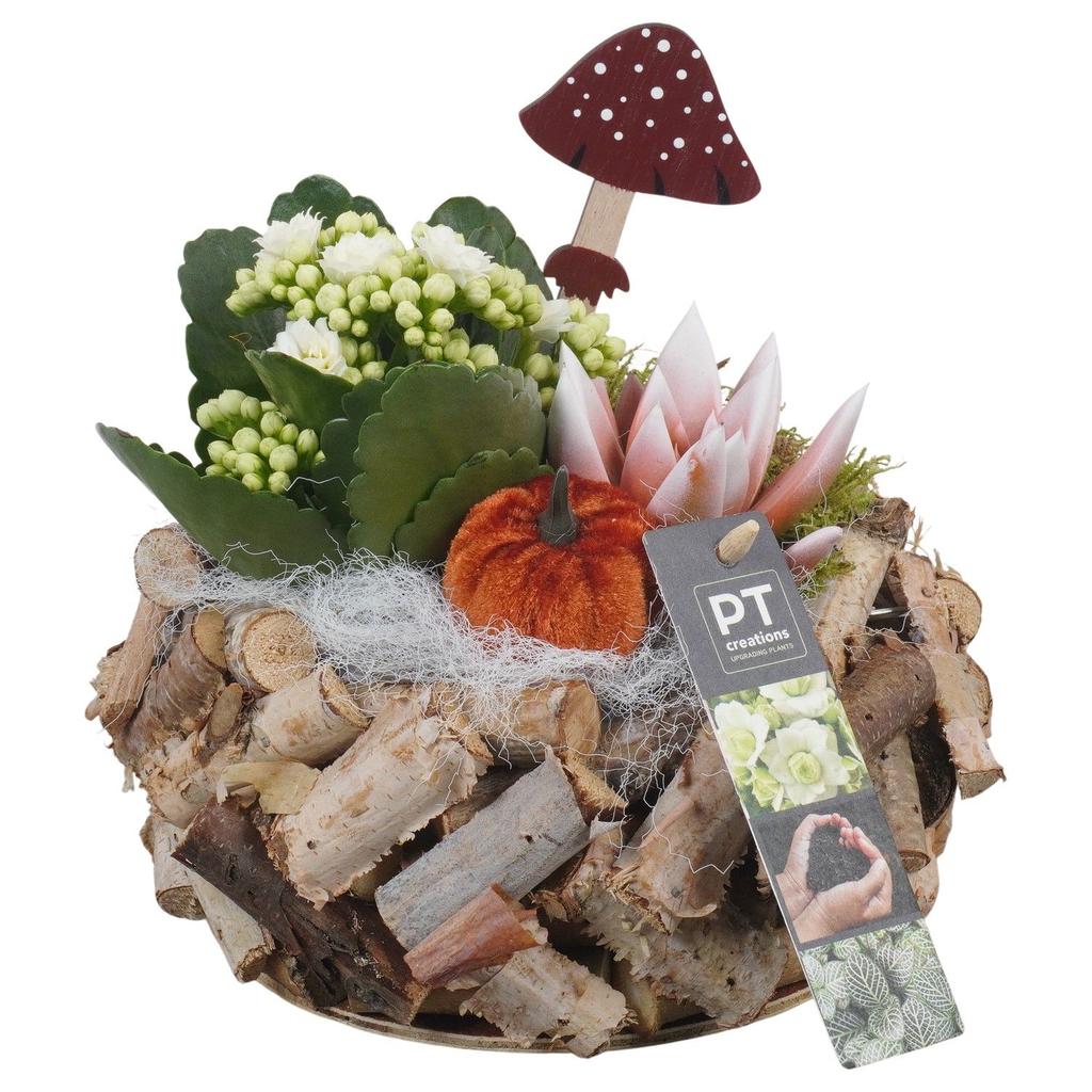 Picture of PTHI5478 Arrangement Autumn indoor in wooden pot P20 20CM