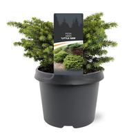 Picea abies Little Gem