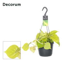 Philodendron scandens Lemon Lime
