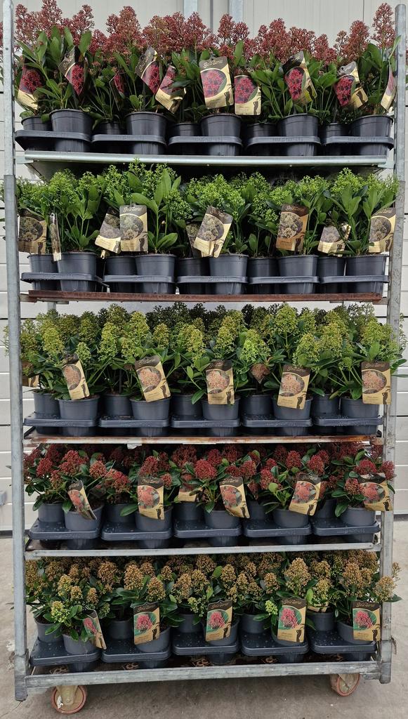 Picture of Skimmia GOLD SERIES in varieties P15