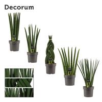 Sansevieria Cylindrica mix