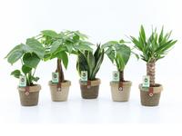 Houseplants Tropic varieties in Noah Deluxe ceraamic