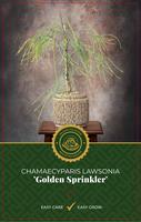 Chamaecyparis law. Golden Sprinklers