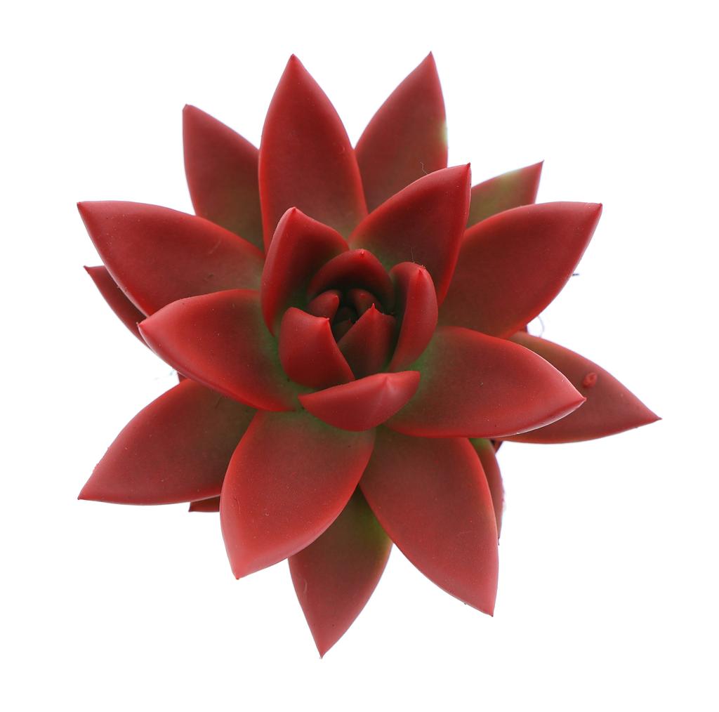 Billede af Echeveria Miranda Rainbow red P6 8CM