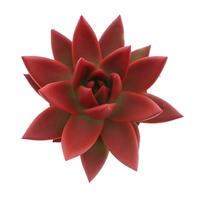 Echeveria Miranda Rainbow red