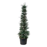 Sequoia sempervirens Xeno