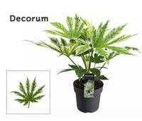 Fatsia jap. Spider's Web