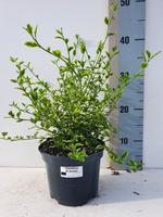 Ceanothus Eldorado