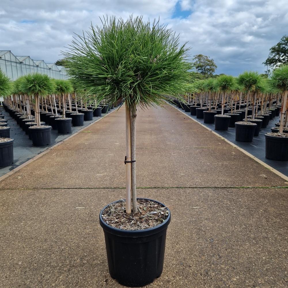 Image de Pinus nigra Marie Bregeon C8 40/STD-25-30-HEAD