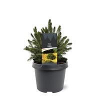 Picea abies Tompa