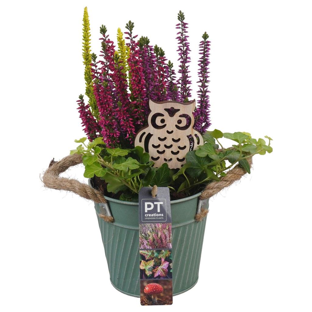 Image de PTHO4103 Arrangement Autumn Outdoor in metal pot P13 30CM
