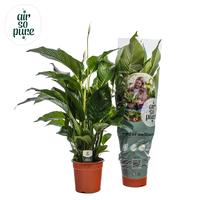 Spathiphyllum Sweet Silvana ASP