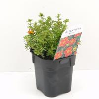Potentilla frut. Red Ace