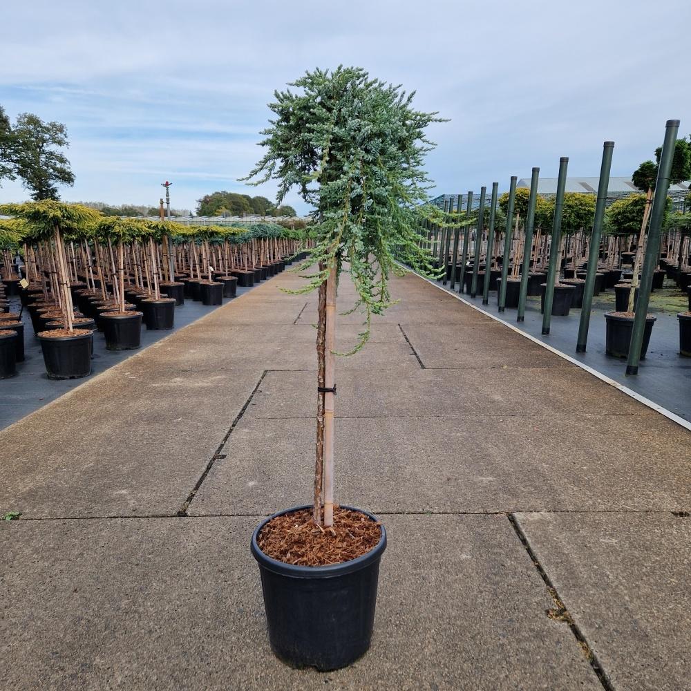 Picture of Juniperus com. Siberica C11 80/STD