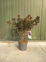 Cotinus cogg. 'Royal Purple