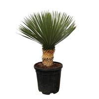 Yucca Rostrata (006)