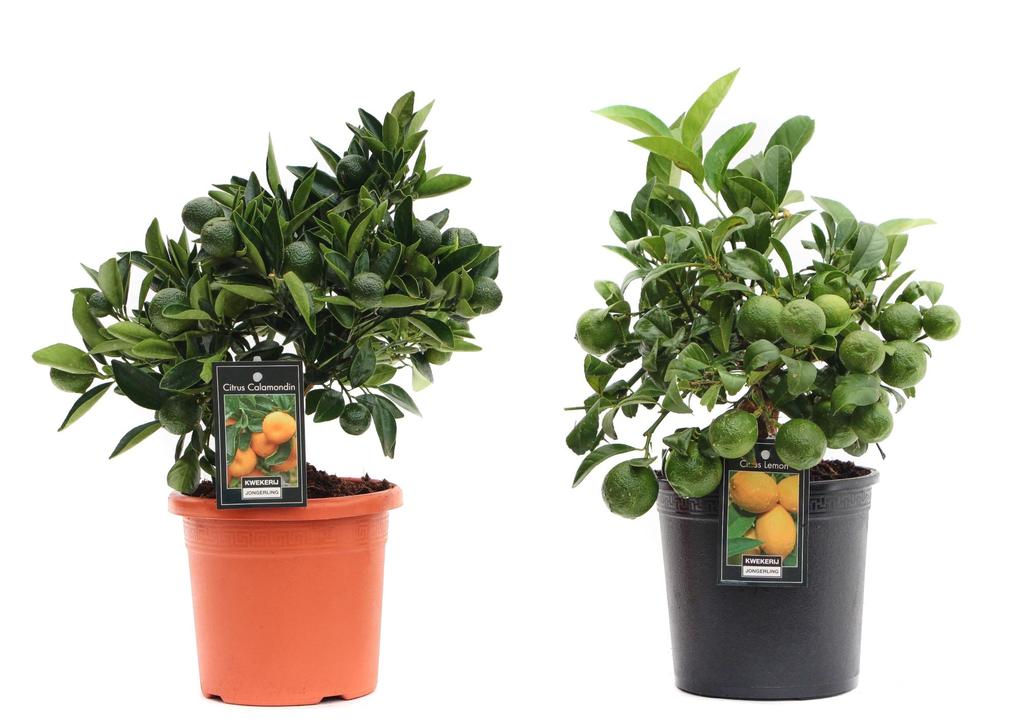 Picture of Citrus in 2 varieties P15 37CM