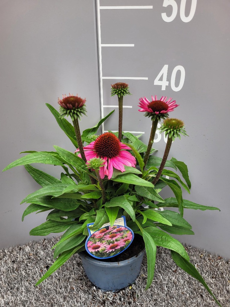 Obrázek Echinacea purp. Sunseekers Hot Pink P17 (2 Ltr)