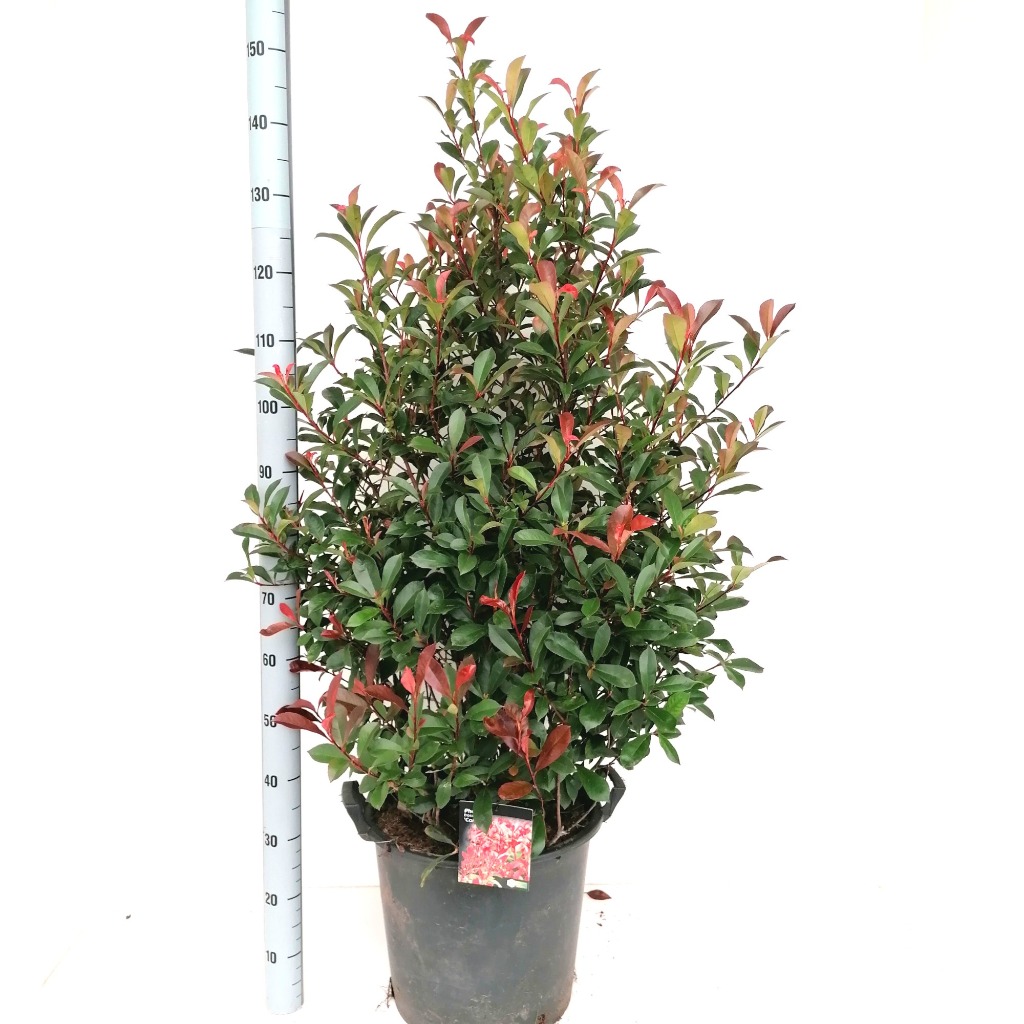 Picture of Photinia fras. Carre Rouge P40-(30-LTR) 100/125