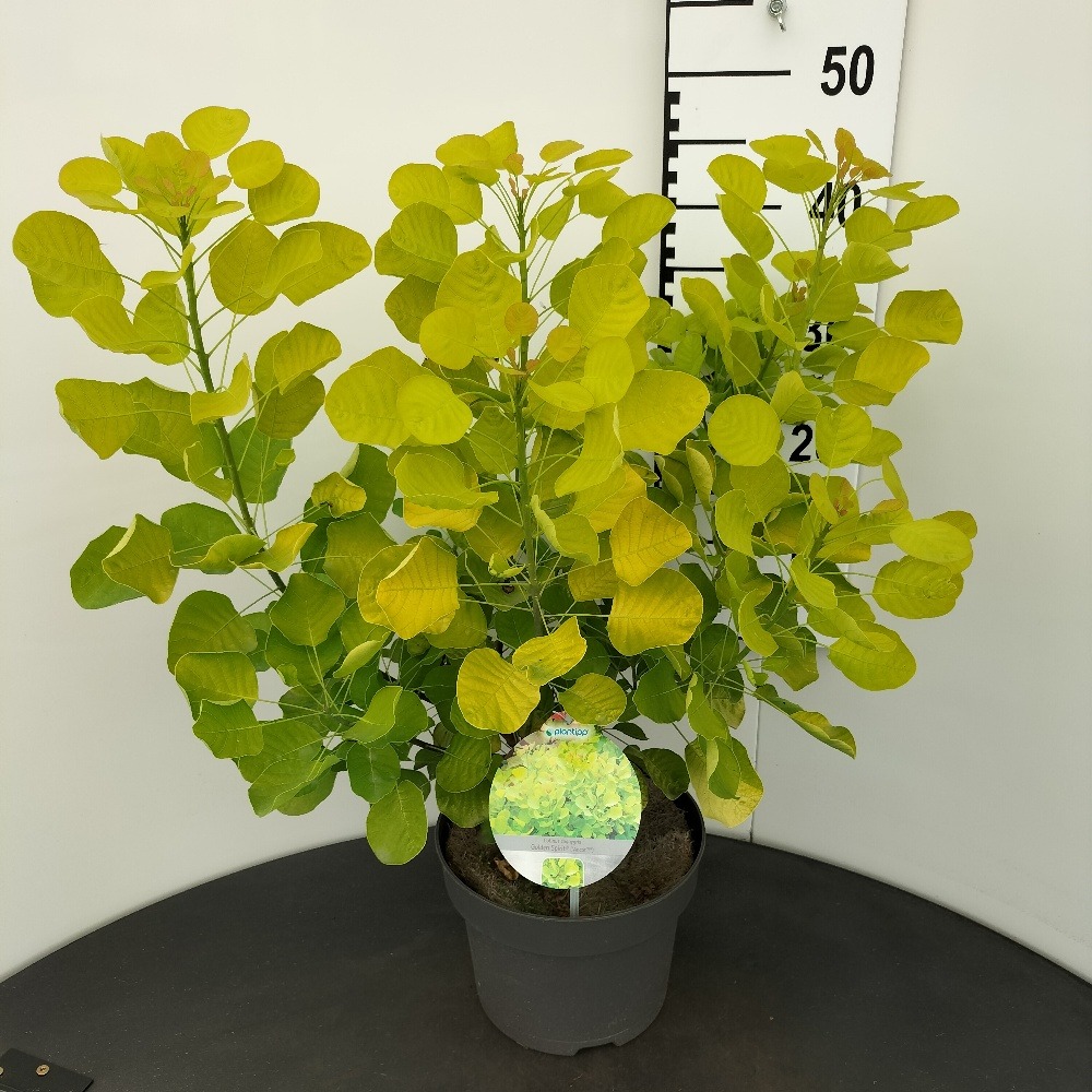 Picture of Cotinus cog. Golden Spirit P23 (5 Ltr) 30/40CM