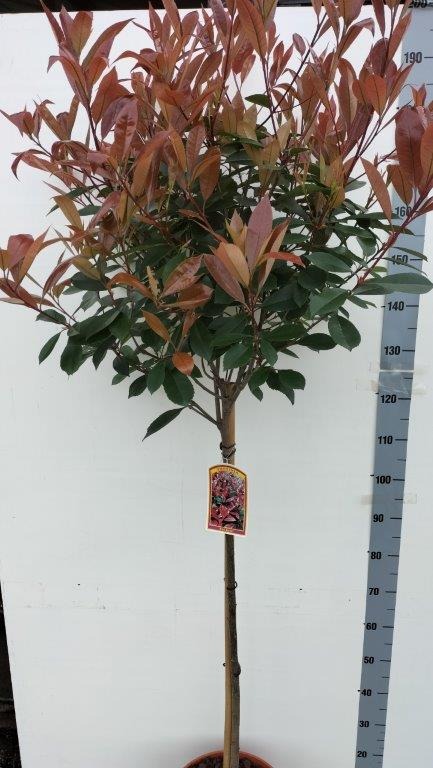 Picture of Trolley Deal 2024 Photinia fras. Red Robin P32 (15 Ltr) 100/Std F.O. (130)