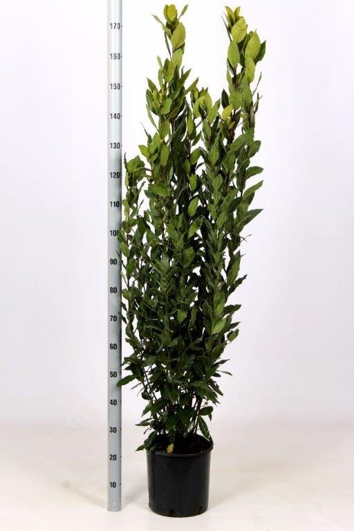 Picture of Laurus nobilis C10 125/150