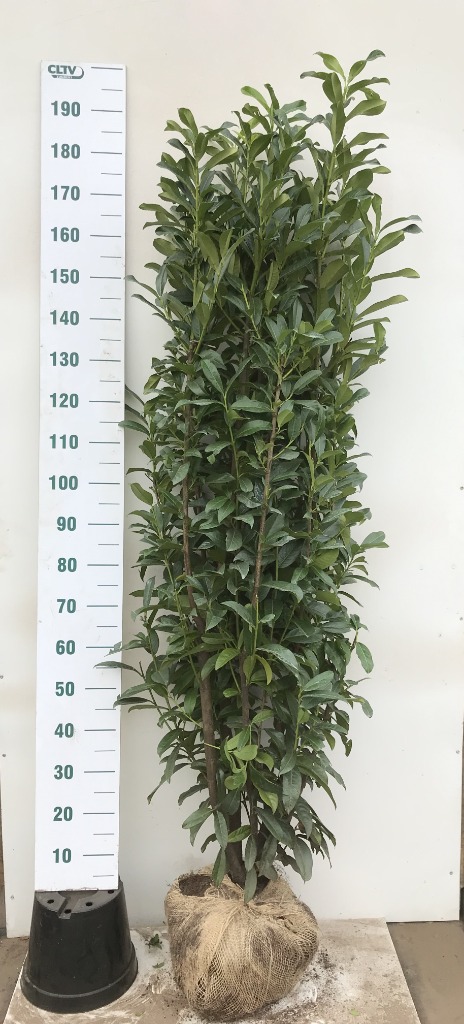 Picture of Prunus laur. Genolia ROOTBALL 160/180CM