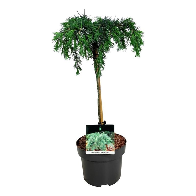 Picture of Cedrus deod. Feelin Blue P23 (5 Ltr) 40-CM-STAM