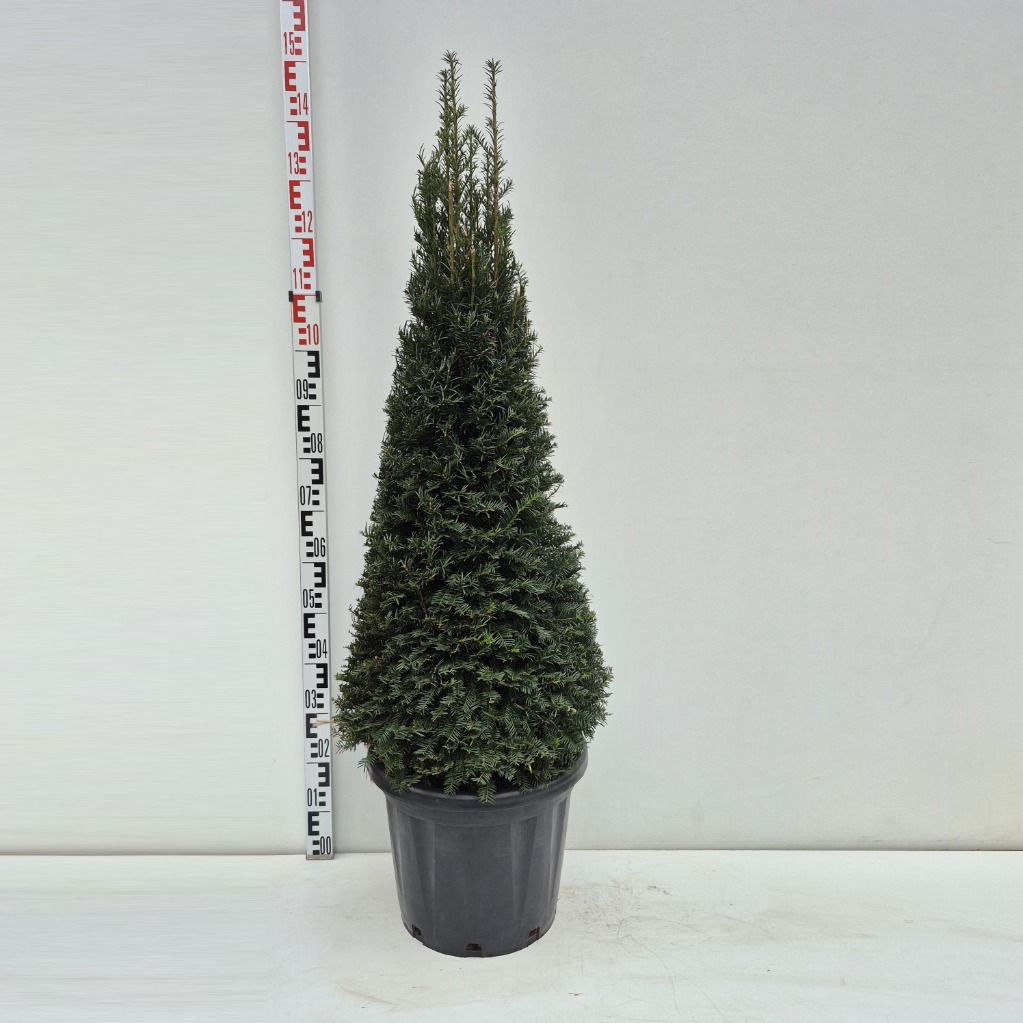 Taxus Baccata