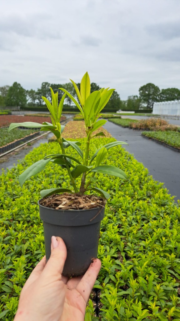 Prunus laur. Genolia ®