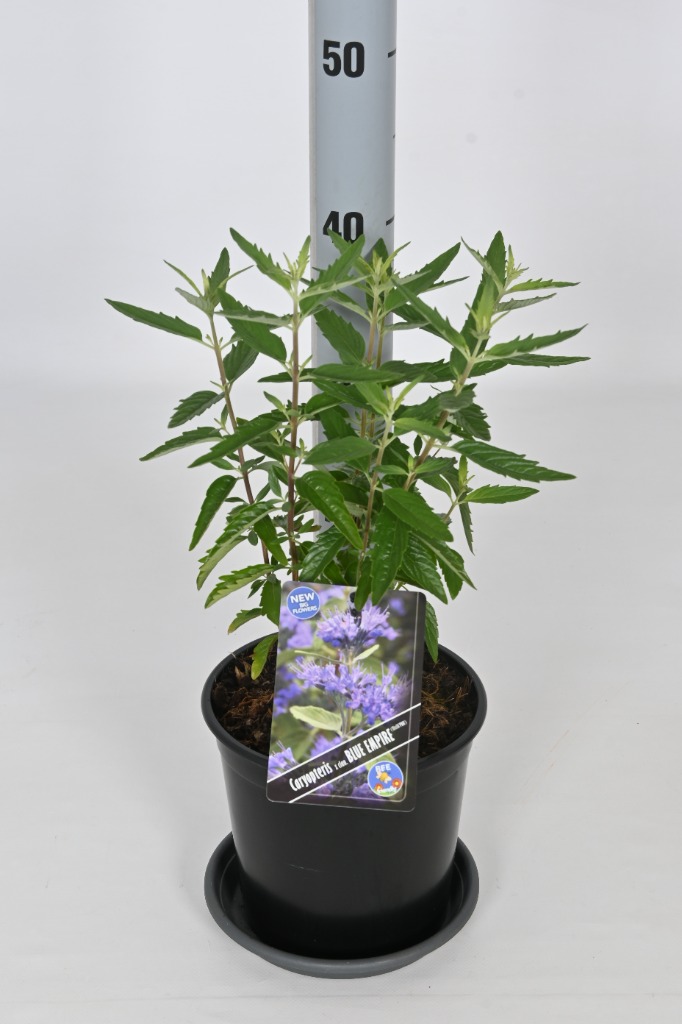 Picture of Caryopteris cland. Blue Empire P17-(2.5-LTR)