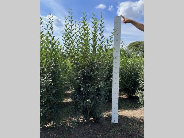 Picture of Ligustrum vulg. Atrovirens ROOTBALL/JUTE 150/175CM