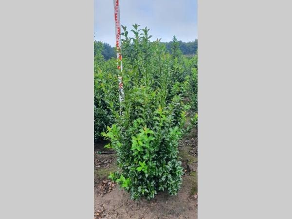 Picture of Ilex meserveae Blue Maid ROOTBALL/JUTE 120/140CM