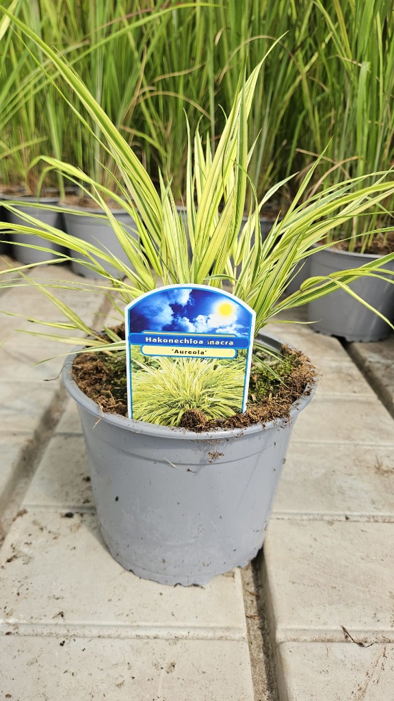 Hakonechloa mac. Aureola