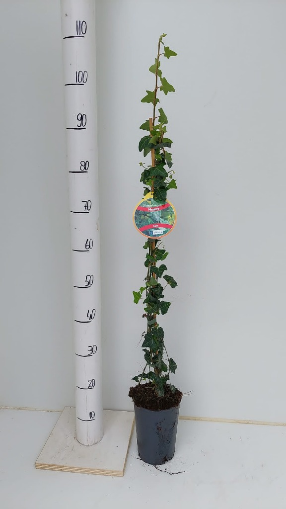 Picture of Hedera helix P17 (2 Ltr) 80/100