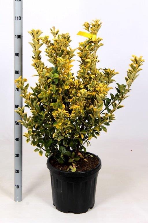 Picture of Euonymus japonicus Aurea C10 60/80 (LOOSE)