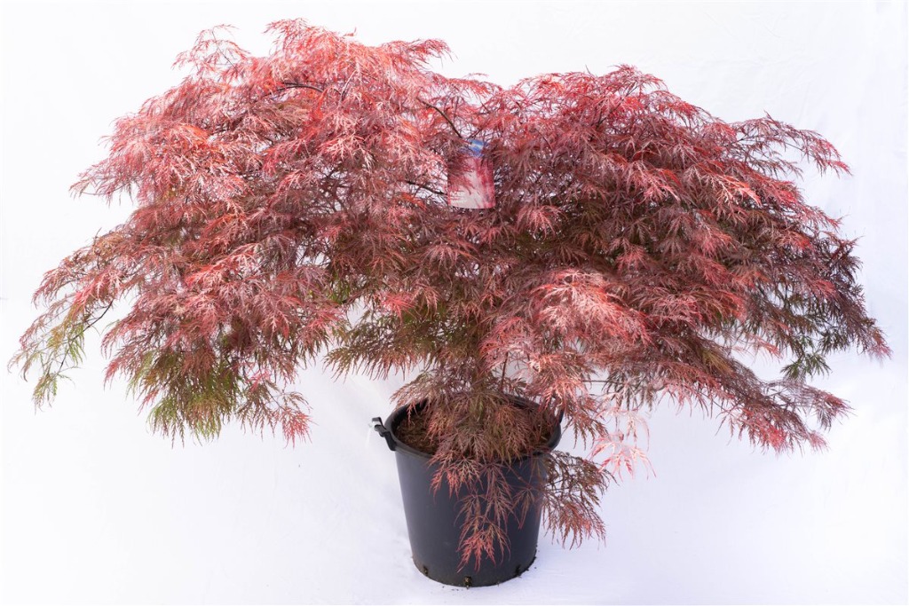 Acer pal. Garnet