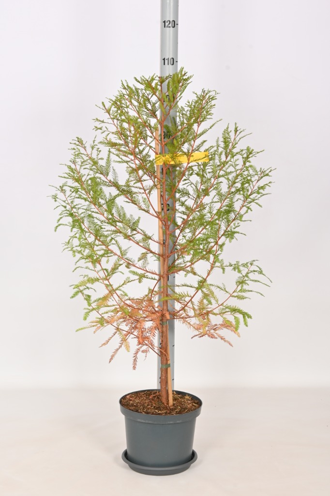 Picture of Taxodium distichum P23 (5 Ltr) 80/100