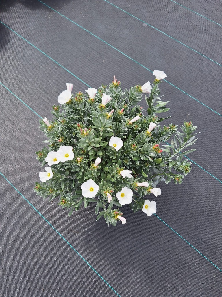 Convolvulus cneorum
