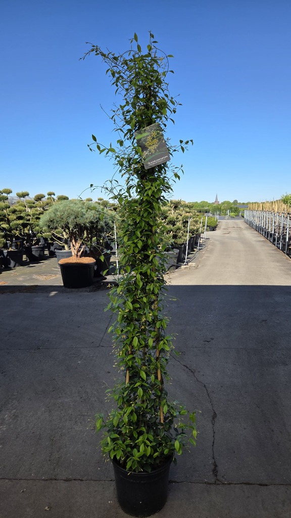 Trachelospermum jasm. Star of Toscane
