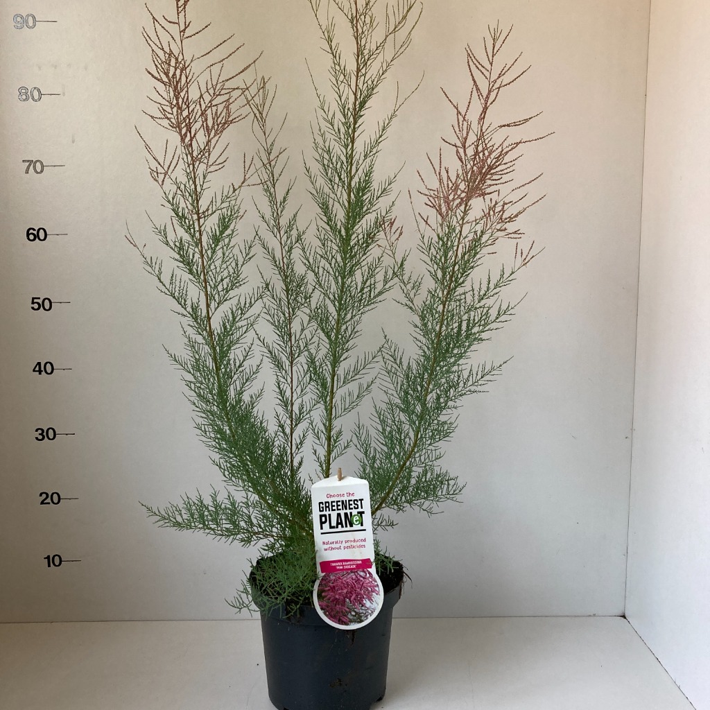 Picture of Tamarix ram. Pink Cascade P20 (3,5 Ltr)