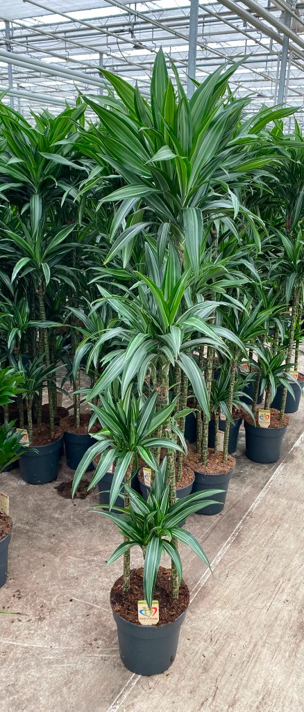 Dracaena Ulises 120-90-60-30