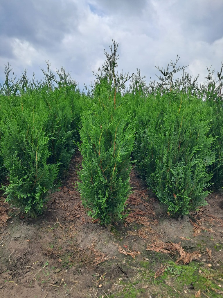 Picture of Thuja plicata Excelsa ROOTBALL 100/125CM