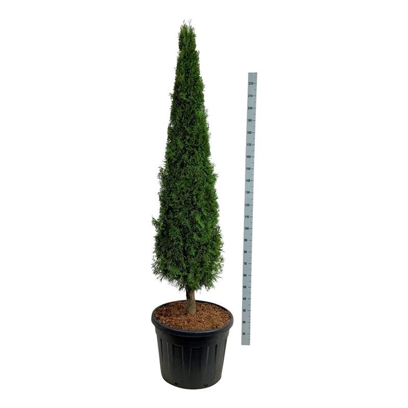 Picture of Thuja occ. Smaragd P60 PYRAMIDE ON STEM 175-200 CM