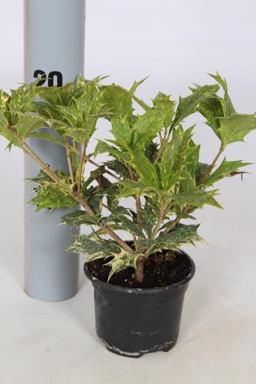 Osmanthus het. Tricolor