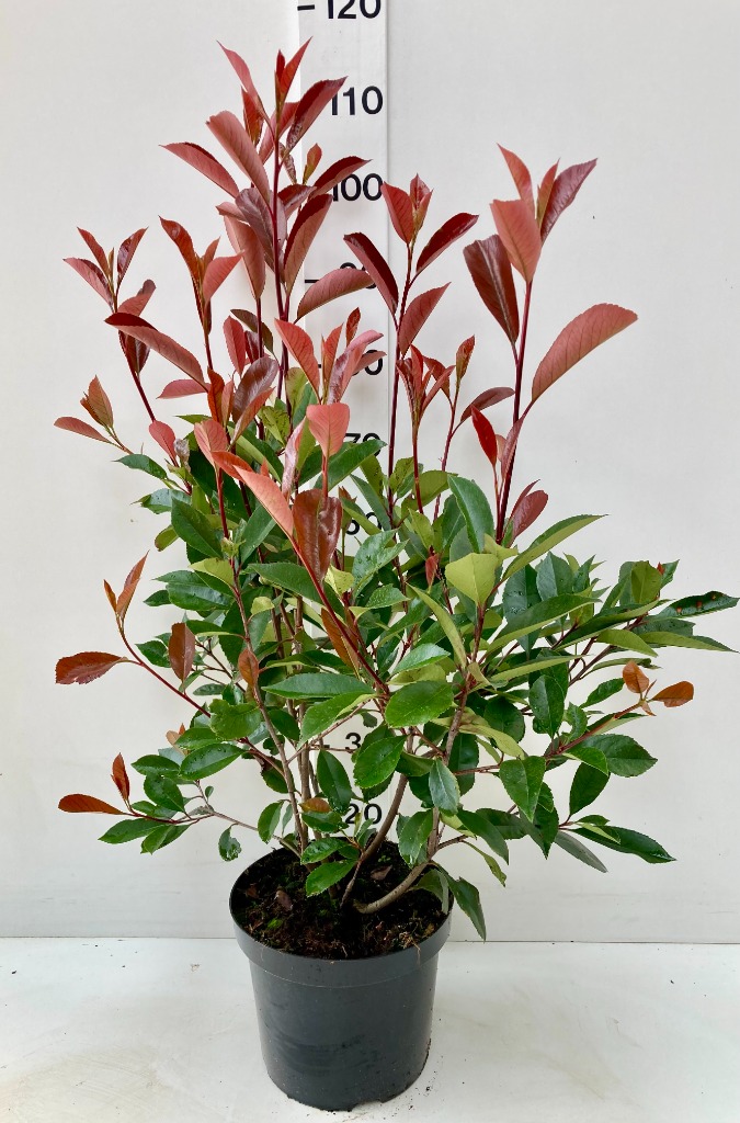 Picture of Photinia fras. Red Robin P26 (7.5 Ltr) 80/100CM