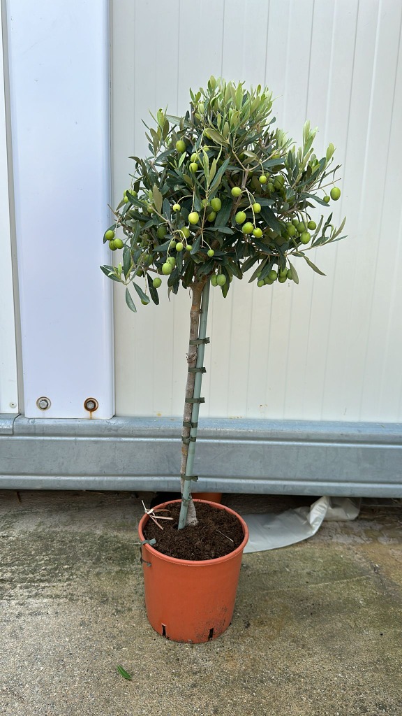 Picture of Olea Europaea P20 (3,5 Ltr) 80/100-INCL-POT