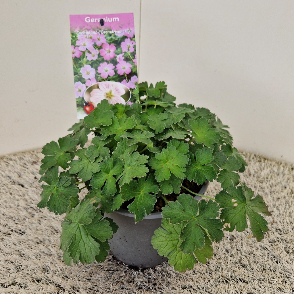 Geranium Dreamland ®